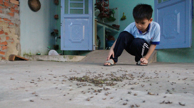 Hàng[-]ngàn[-]con[-]sâu[-]lạ[-]bò[-]vào[-]nhà[-]dân[-]ở[-]Bình[-]Dương